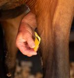 EQUI-SHAVE - Image 3